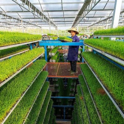 ストロベリー/花/野菜のための水栽培灌木システム 多スパンフレーム 鋼製 プラスチック製 ガルバン化温室