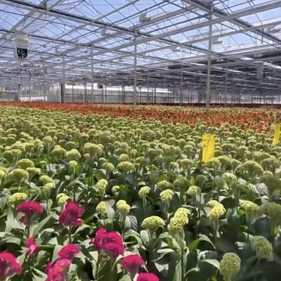アメリカ通貨 植物を育てるためのガラス温室 100.000kg パッケージ総重量