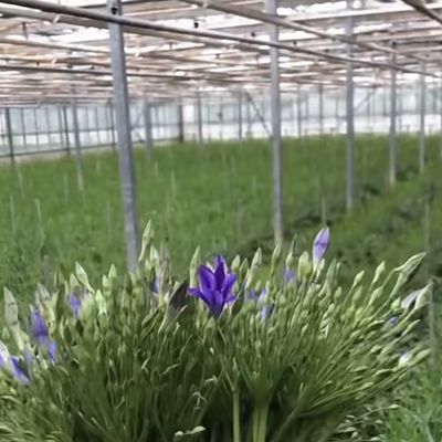 アメリカ通貨 植物を育てるためのガラス温室 100.000kg パッケージ総重量