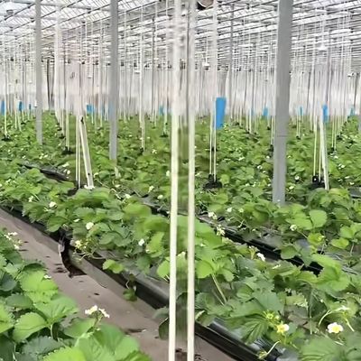 持続可能な成長のための大きなガラス温室 US 20/平方メートル 大サイズ