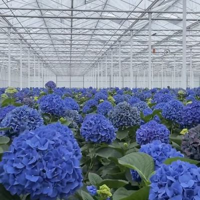 植物栽培用の花のガラス温室 屋根 型屋根
