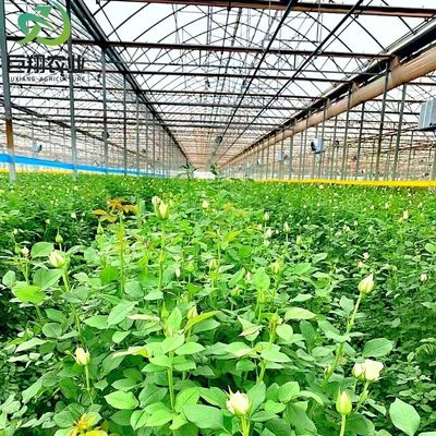 マルチスペン水栽培 プラスチックフィルム 商業用農場用農業温室