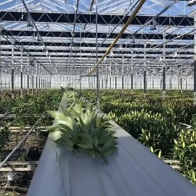 建材 鉄鋼 構造 大型 ガーデニング ガラス屋根の温室