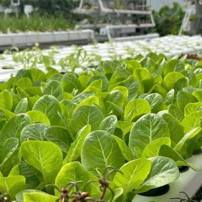 温室の二層層の屋根裏には,良質な光伝達と多幅機能があります.