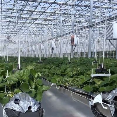 温室の二層層の屋根裏には,良質な光伝達と多幅機能があります.
