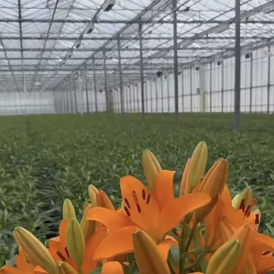 植物の成長のためのマルチスペンガラス温室 サイズ 50.00cm * 60.00cm * 80.00cm