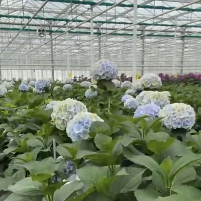 JX-A00133 ガラス温室付きの花の港 送料と推定納期