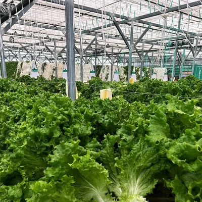 競争力のある初期支払い 植物のオアシスのための温室 囲い型屋根