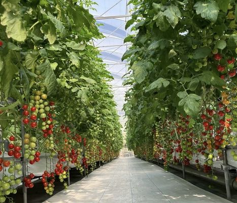 競争力のある初期支払い 植物のオアシスのための温室 囲い型屋根