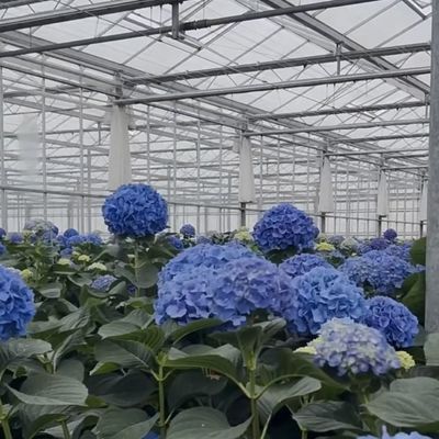 競争力のある初期支払い 植物のオアシスのための温室 囲い型屋根
