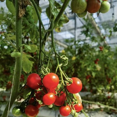 花栽培のための空洞屋根水栽培温室 送料とサンプル