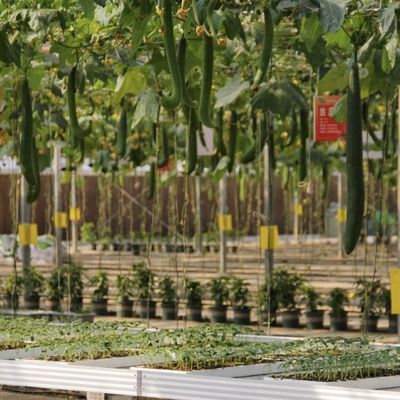 花栽培のための空洞屋根水栽培温室 送料とサンプル
