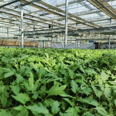 花栽培のための空洞屋根水栽培温室 送料とサンプル