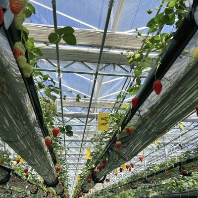 双層 液体 グラス 温室 花 栽培 価格 も 安く 耐久 性 も 高い
