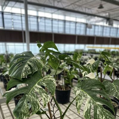 US JX-A00249内の花のための多色遮光スクリーン水培ガラス温室