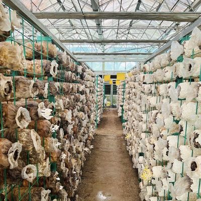 パッケージ総重量100,000kg 滴滴灌輸と浮遊装置の単板ガラス温室