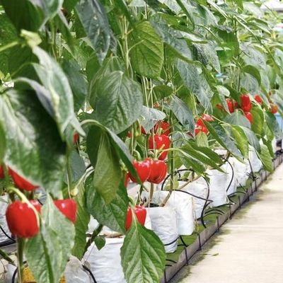 大型温室水栽培システムと性能パッケージ 総重量100,000kg