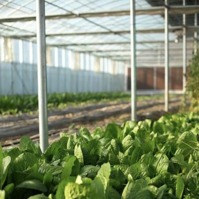 大型温室水栽培システムと性能パッケージ 総重量100,000kg