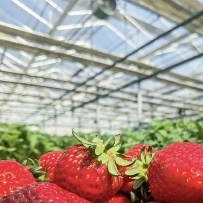 種植のための型屋根の空洞ガラス温室を手に入れる 返金申し出