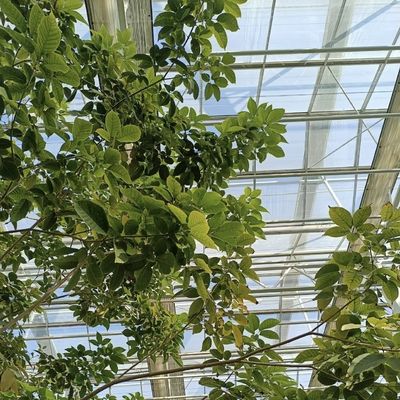 種植のための型屋根の空洞ガラス温室を手に入れる 返金申し出