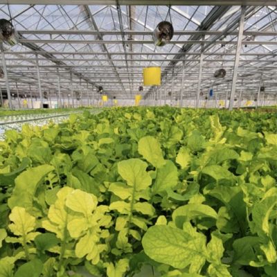 高光伝送ガラス 水育温室 商業用花栽培 US