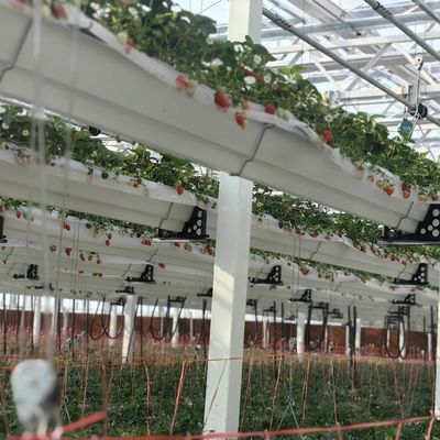 植物栽培のための二層多システムガラス温室 初期支払いが必要