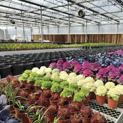 US 20/平方メートルのガラスの屋根 植物栽培材料のための水栽培温室