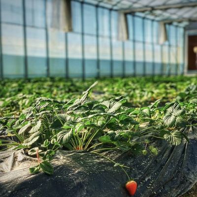 US 20/平方メートルのガラスの屋根 植物栽培材料のための水栽培温室