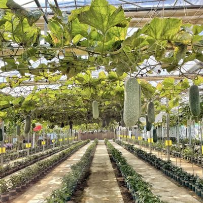 シェーディングスクリーン 型屋根内での花の栽培のための水栽培ガラス温室