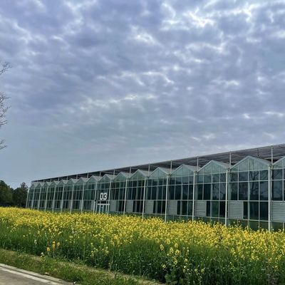 シェーディングスクリーン 型屋根内での花の栽培のための水栽培ガラス温室