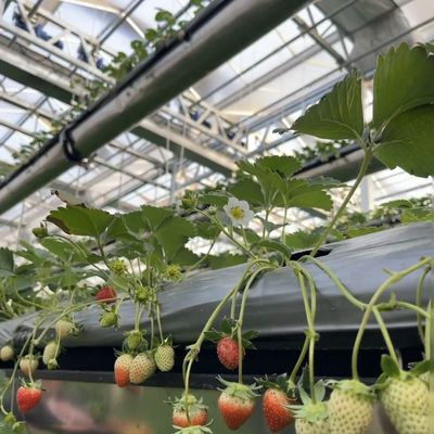 花のシステムとカスタマイズされた屋根の形状のガラス温室
