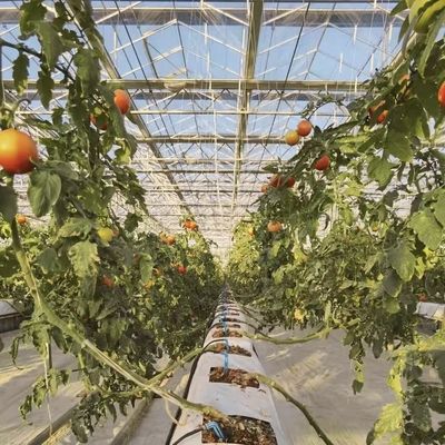 花のシステムとカスタマイズされた屋根の形状のガラス温室