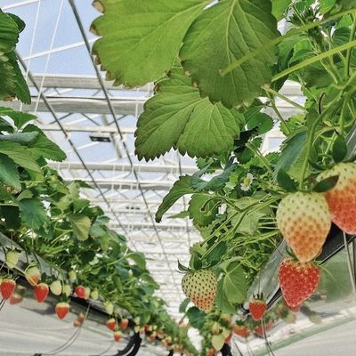 単層の水分化ガラス温室で 花を育てるビジネスを変えよう