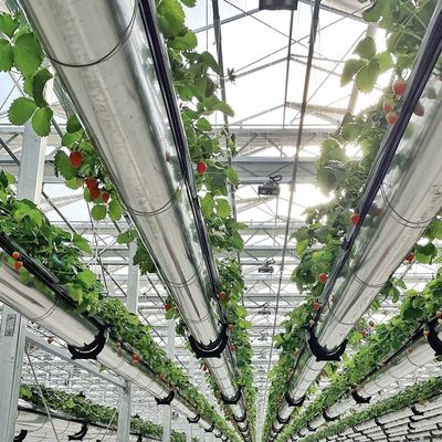グラス温室水栽培システム 植える花の種類 屋根 オーダーメイド要求