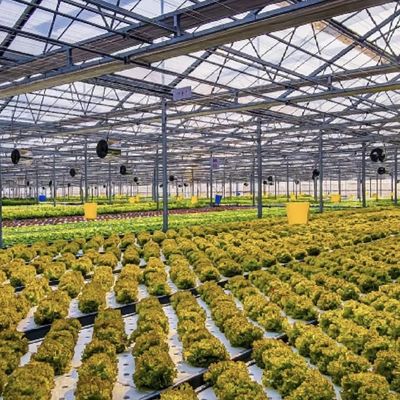 植物栽培のための多スパン空洞屋根ガラス温室 US 20/平方メートルサンプル
