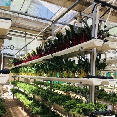 植物栽培のための多スパン空洞屋根ガラス温室 US 20/平方メートルサンプル