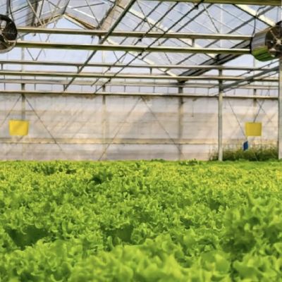 植物栽培のための多スパン空洞屋根ガラス温室 US 20/平方メートルサンプル