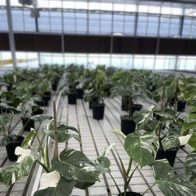 商業用温室 花栽培と農耕のためのタイプAの水分栽培