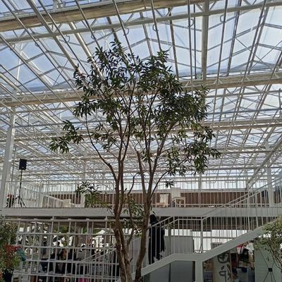 商業用温室 花栽培と農耕のためのタイプAの水分栽培