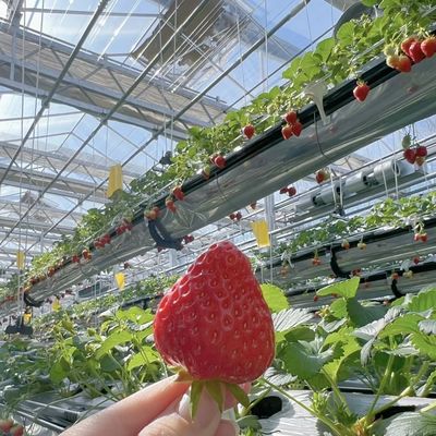 大きな鋼鉄構造 滴滴灌輸 野菜や花のためのガラス温室