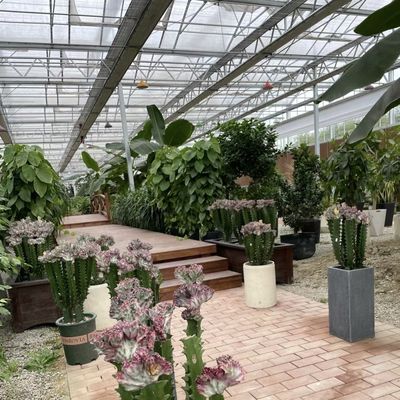 花栽培のための単層ガラス温室 一型屋根 ガラス覆いガラス屋根