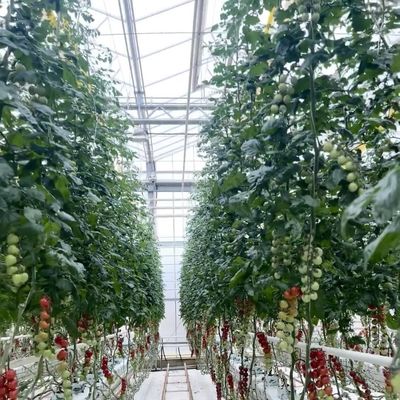 二層ガラスの温室水栽培システム 花栽培 30 日払い戻し