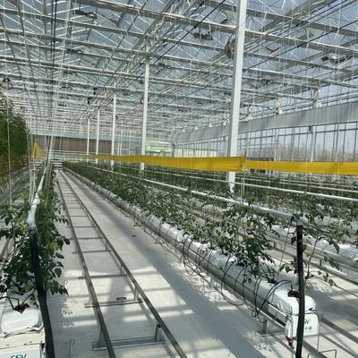 野菜栽培のための単層ガラス温室 農業の効率を向上させる
