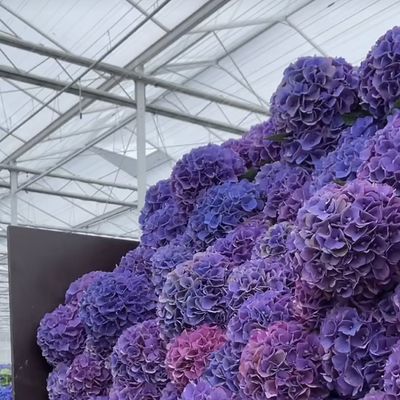 野菜栽培のための単層ガラス温室 農業の効率を向上させる