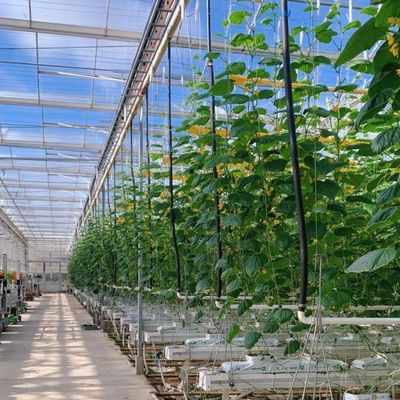 野菜栽培のための合理的な価格のガラス温室と手頃な価格が保証されています