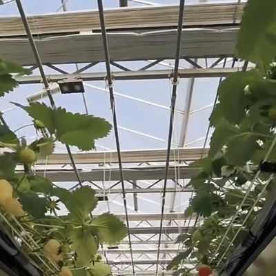 野菜栽培のための合理的な価格のガラス温室と手頃な価格が保証されています