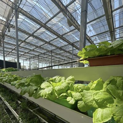 野菜のための浮遊ガラス温室 多スパン設計 オーダーメイド要求 受け入れ