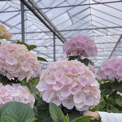 野菜のための浮遊ガラス温室 多スパン設計 オーダーメイド要求 受け入れ
