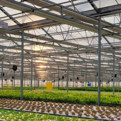 屋上ガラス 商業温室 水栽培装置 年間利用可能