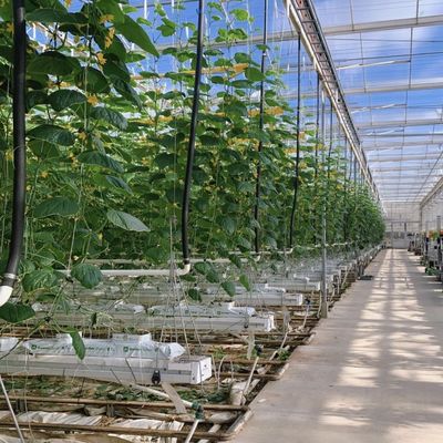 高光伝達性のガラス温室 野菜 返金 30 日まで